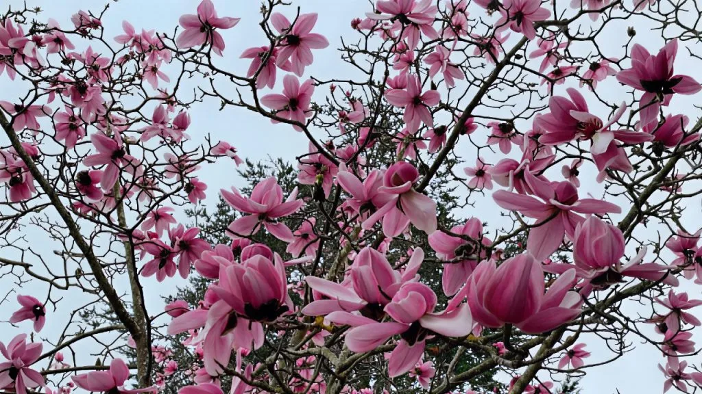 Magnolias symbolize beauty, strength, and renewal — just like Rosalía celebrates life and gratitude in her song. Explore these flowers and their meaning while you learn Spanish with music.